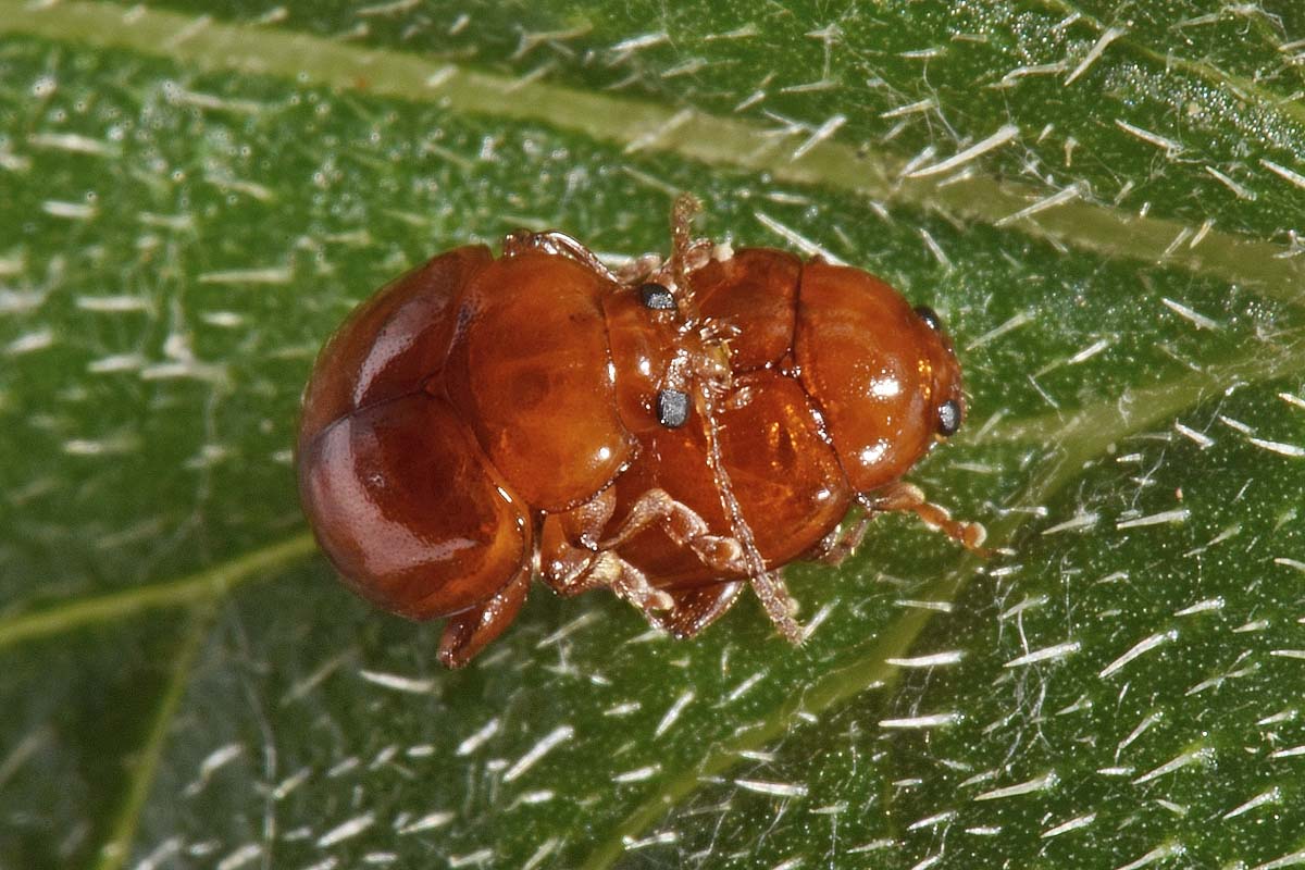 Chrysomelidae: Sphaeroderma  sp.?  S, Sphaeroderma cfr. testaceum